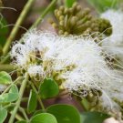 Pseudosamanea Guachapele Higo Amarillo White Lara 10 Seeds