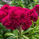 Celosia Argentea Cristata Cockscomb 100 Seeds
