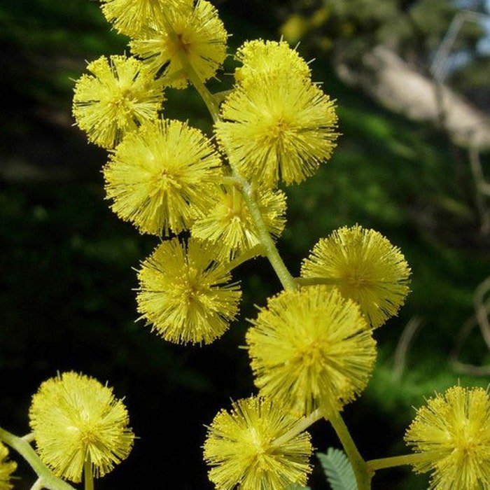 Acacia Dealbata Silver Wattle 10 Seeds