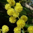 Acacia Dealbata Silver Wattle 10 Seeds