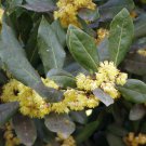 Laurus Nobilis Bay Laurel Sweet-Bay Bayleaf 5 Seeds