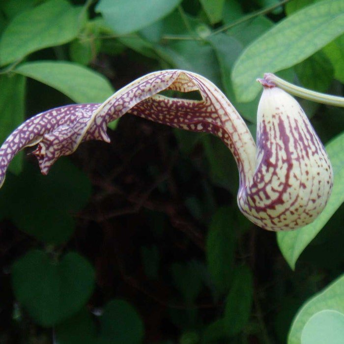 Aristolochia Paulistana 5 Seeds