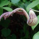 Aristolochia Paulistana 5 Seeds