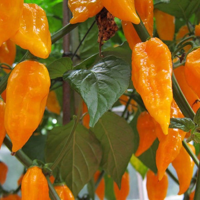 Bhut Jolokia Naga Orange Ghost Chili Pepper 20 Seeds