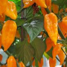 Bhut Jolokia Naga Orange Ghost Chili Pepper 20 Seeds