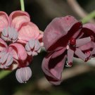 Akebia Quinata Chocolate Vine Fiveleaf 5 Seeds