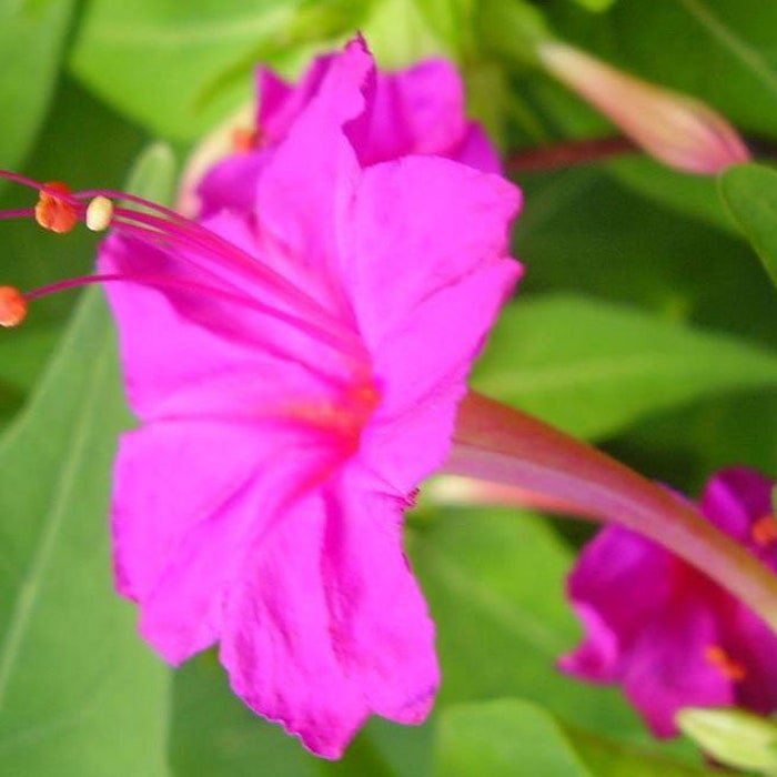 Mirabilis Jalapa Pink 20 Seeds