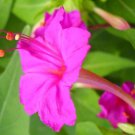 Mirabilis Jalapa Pink 20 Seeds