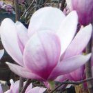 Magnolia Soulangeana Tulip Tree 5 Seeds
