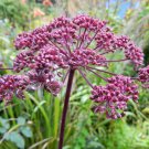 Angelica Gigas Giant Purple Korean Angelicadang Gui 20 Seeds