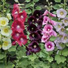 Alcea Ficifolia Las Vegas Antwerp Hollyhock 10 Seeds