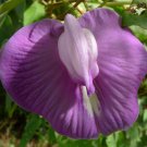 Centrosema Pubescens Centro Butterfly Pea 10 Seeds