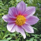 Dahlia Imperialis Giant 5 Seeds