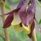 Aquilegia Oxysepala Oriental Columbine 100 Seeds