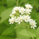 Stevia Rebaudiana Sweet Herb Of Paraguay Sweetleaf 50 Seeds