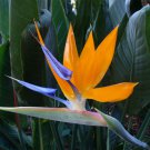 Strelitzia Reginae 5 Seeds
