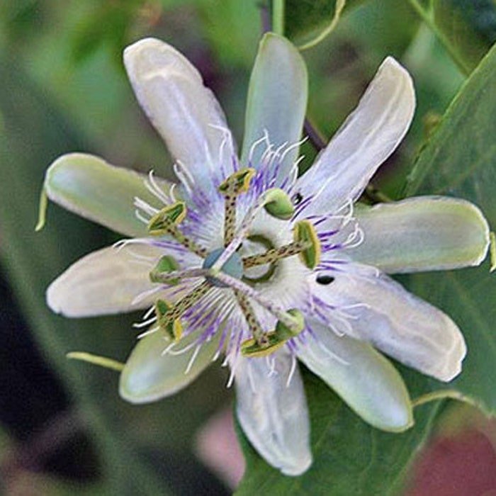 Passiflora Tenuifilia 5 Seeds