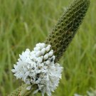 Dalea Candida White Prairie Clover 500 Seeds