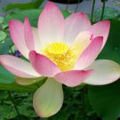 Nelumbo Nucifera Sacred Water Lotus 5 Seeds