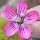 Malva Assurgentiflora Lavatera Island Tree Mallow 10 Seeds