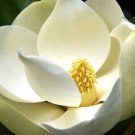 Magnolia Grandiflora Southern Magnolias Bull Bay 10 Seeds