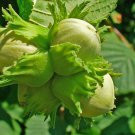 Corylus Avellana Hazel 5 Seeds