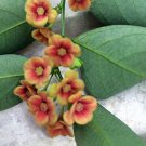 Sauropus Androgynus Sweet Leaf Sweetleaf Bush Katuk 20 Seeds