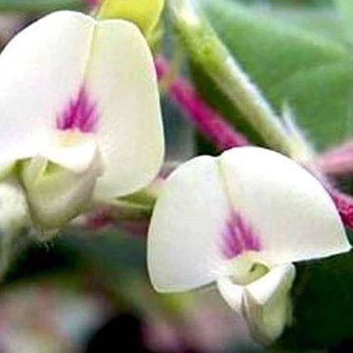 Macrotyloma Uniflorum Horse & Madras Gram 10 Seeds