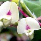 Macrotyloma Uniflorum Horse & Madras Gram 10 Seeds
