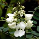 Tephrosia Candida White 10 Seeds