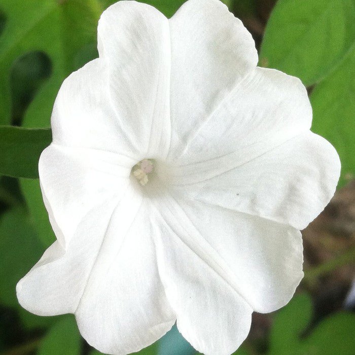 Ipomoea Pes-Tigridis Tigers Foot Morning Glory 10 Seeds