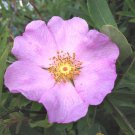 Rosa Palustris Swamp, Willow Leaved, And Hudson Rose 20 Seeds