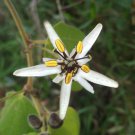 Passiflora Bogotensis 5 Seeds
