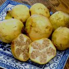 Punica Granatum White Pomegranate 5 Seeds