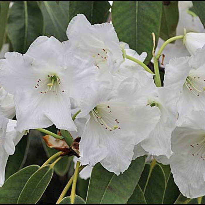 Rhododendron Griffithianum 100 Seeds