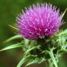 Silybum Marianum Milk Thistle St. Marys Thistle 10 Seeds