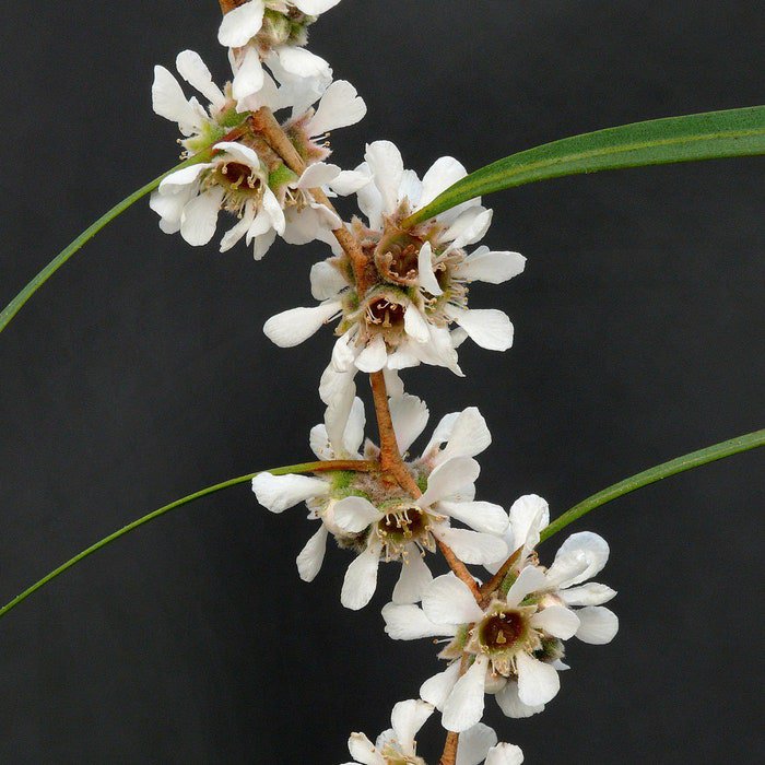 Agonis Flexuosa Australian Willow Myrtle Peppermint Tree 50 Seeds