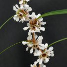 Agonis Flexuosa Australian Willow Myrtle Peppermint Tree 50 Seeds