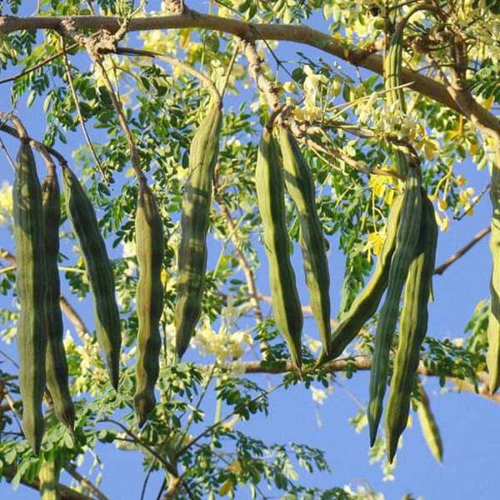 Moringa Oleifera Perennial Karnataka 5 Seeds