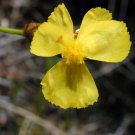 Xyris Gracilis Slender Yellow-Eye 10 Seeds