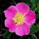 Rosa Carolina Pasture Sand Rose 50 Seeds