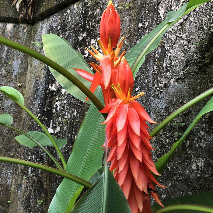 Musa Haekkinenii 10 Seeds
