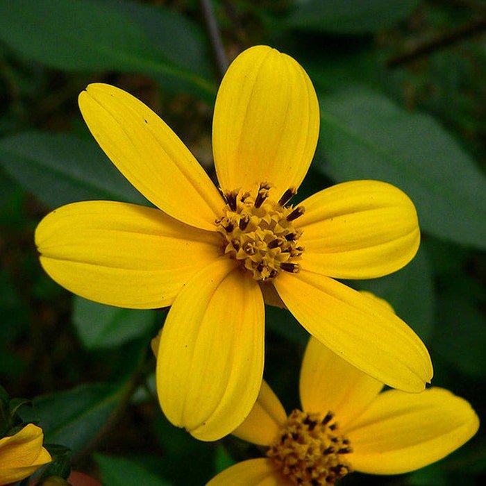 Coreopsis Mutica 20 Seeds