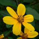 Coreopsis Mutica 20 Seeds