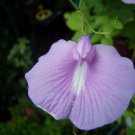 Clitoria Ternatea Single Lavender 10 Seeds