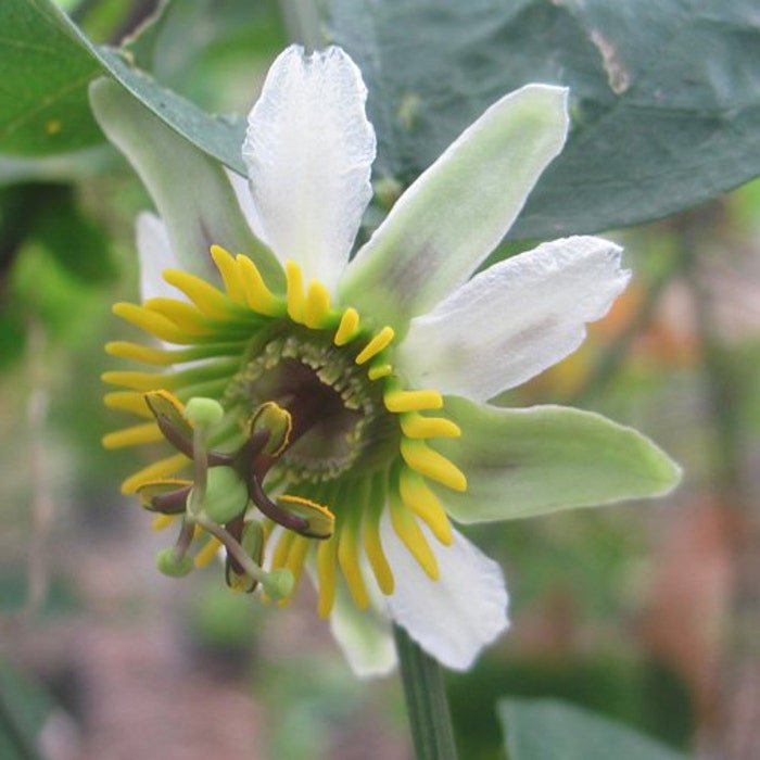Passiflora Biflora Passionvine 10 Seeds