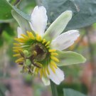 Passiflora Biflora Passionvine 10 Seeds