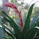 Beschorneria Yuccoides Mexican Lily 10 Seeds