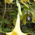 Brugmansia Insignis Jean Pasko 10 Seeds