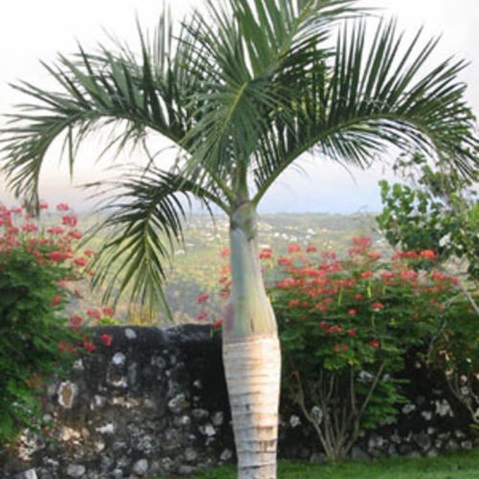 Hyophorbe Verschaffeltii Spindle Palm 10 Seeds
